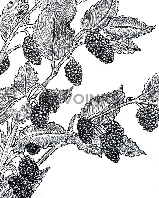 Mullberries - Stipple Print 5X7