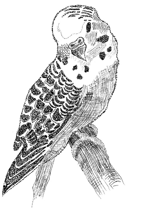 Parakeet - Hand Drawing Print