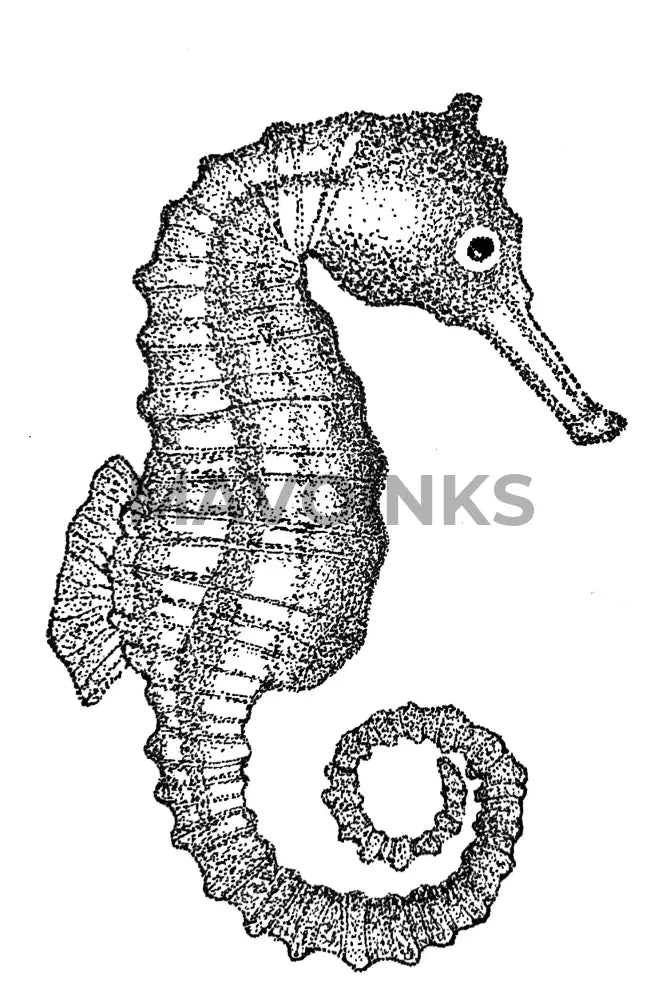 Seahorse - Stipple Print 5X7